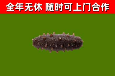浙江省回收海参干